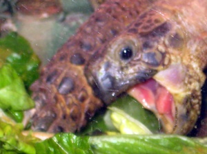 I love my birthday with the intensity of a Russian tortoise on a romaine rampage.
